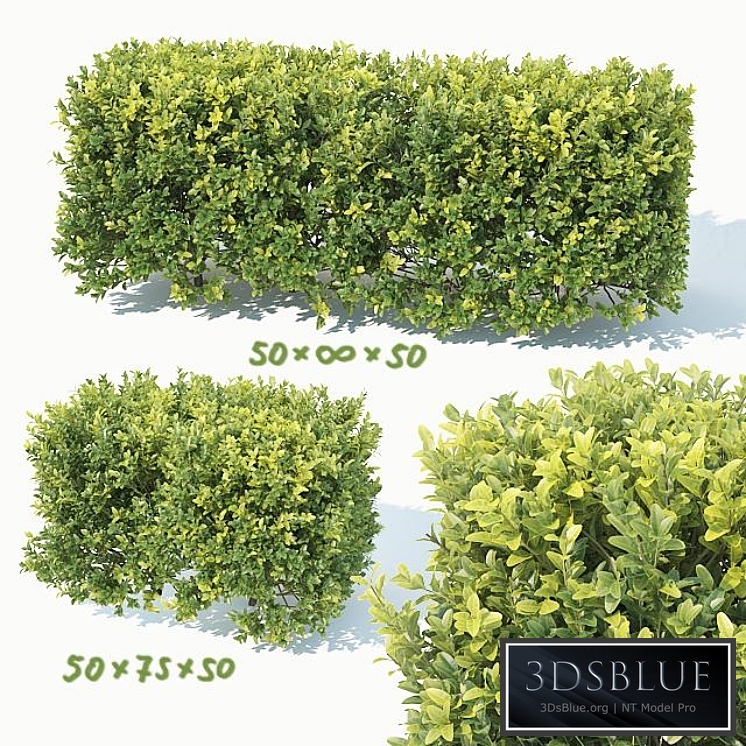 Buxus Sempervirens # 5 hedge 50cm