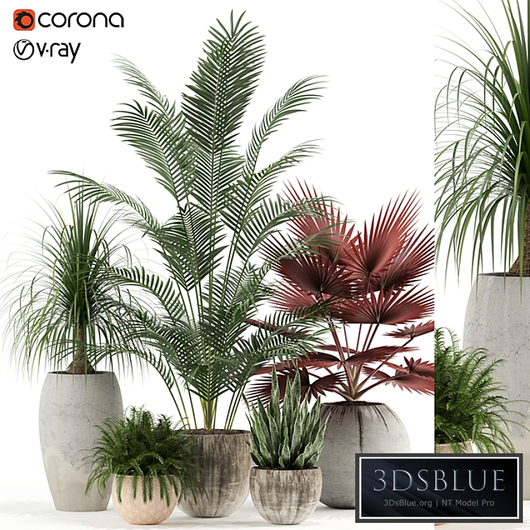 Plants collection 122