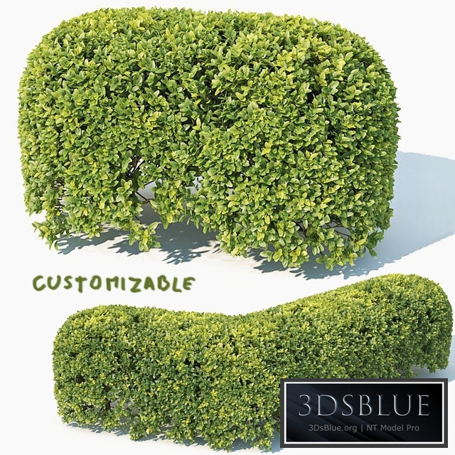 Buxus Sempervirens # 8 spherical modular hedge 50cm