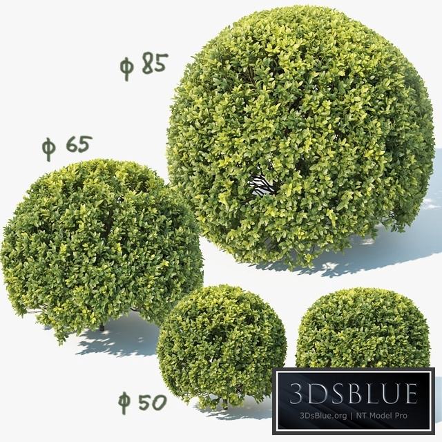 Buxus Sempervirens # 9 spherical