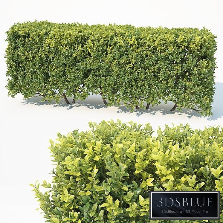 Buxus Sempervirens # 6 modular hedge H80cm