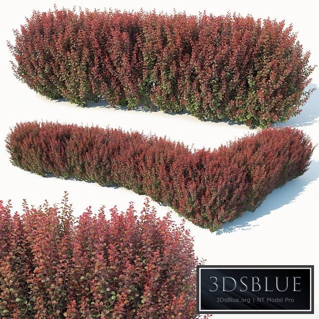 Berberis thunbergii # 6 atropurpurea nana customizable hedge