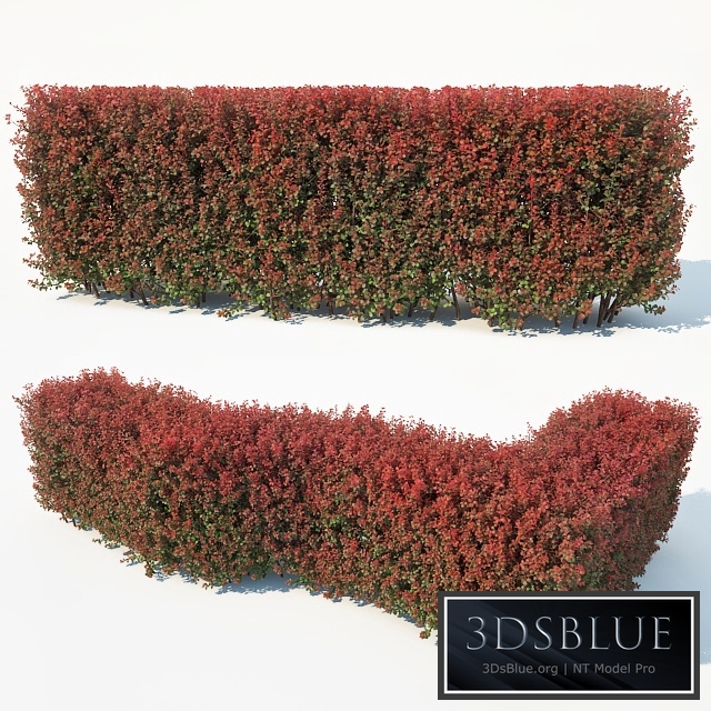 Berberis thunbergii # 7 atropurpurea nana customizable hedge