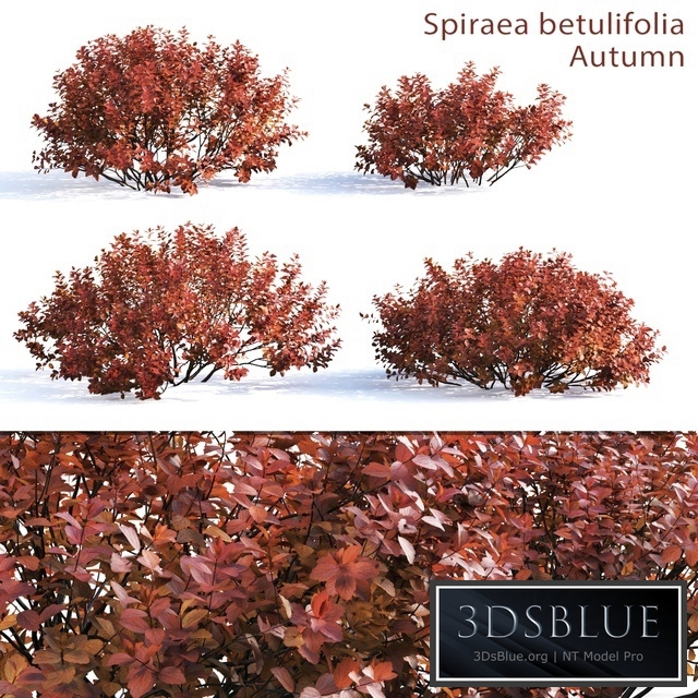 Spirea betulifolia (Autumn)