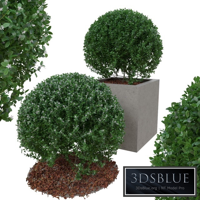 Boxwood bush in the form of a ball