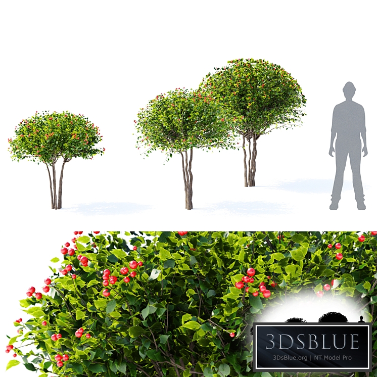 Hawthorn plowy | Crataegus x persimilis