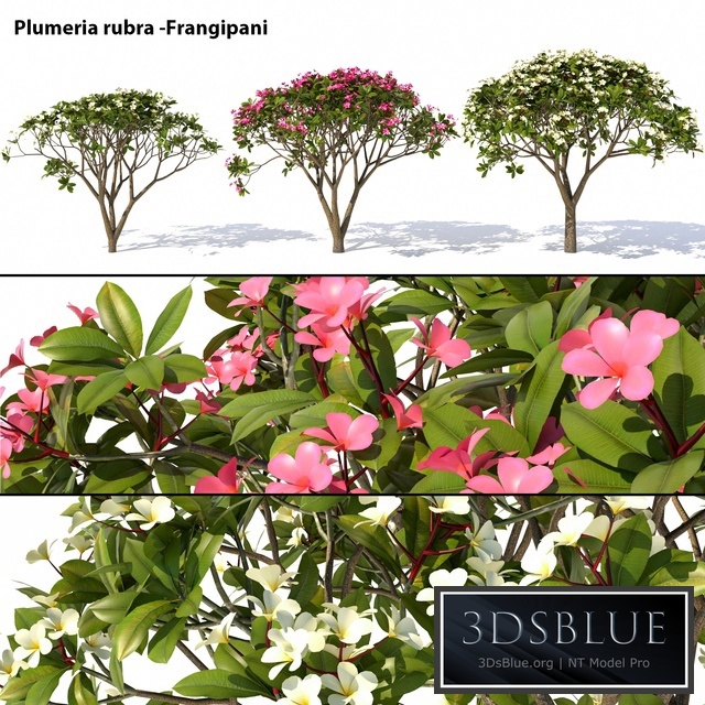 Plumeria rubra -Frangipani Tree