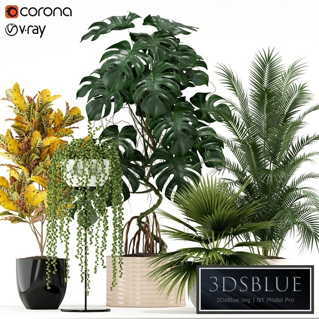 Plants collection 124