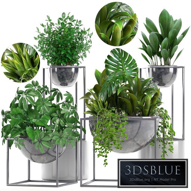 Collection of plants. Schefflera, Tradescantia, black flowerpot, loft, indoor plants, bushes