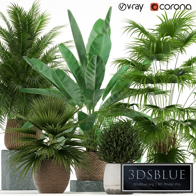 Plants collection 125