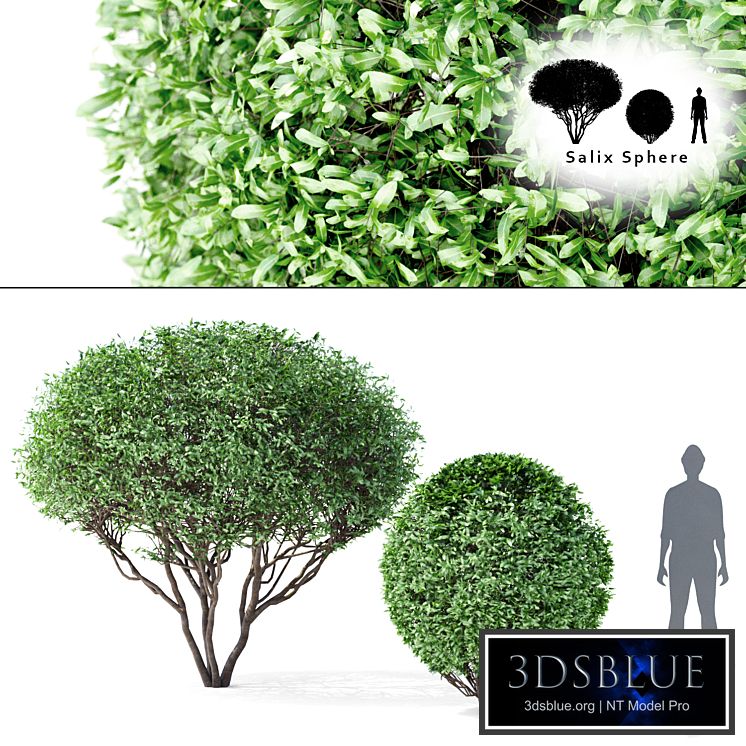 Willow tree and tree | Salix Sphere