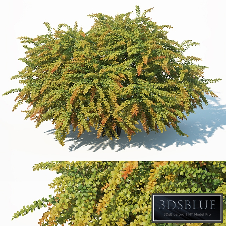 Berberis Thunbergii # 8 Green Carpet L. 2 sizes