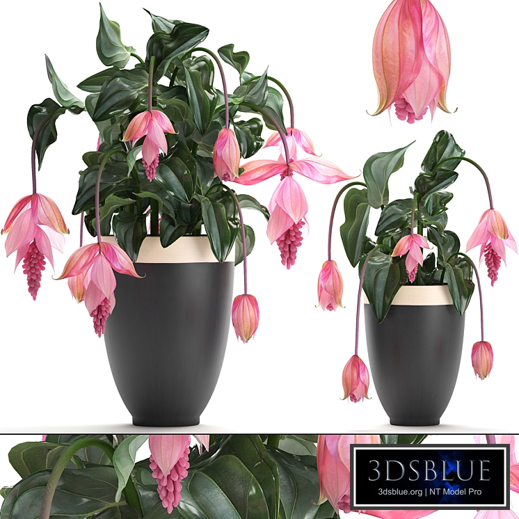 Collection of plants. rose flowers, medinilla, exotic flower, pot, flowerpot, houseplants, bud