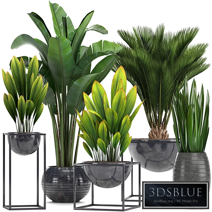 Collection of plants. Loft, black pot, flowerpot, banana, palm tree, strelitzia, cicada, sansevieria, bush, canarian date, date, date palm, strelitzia