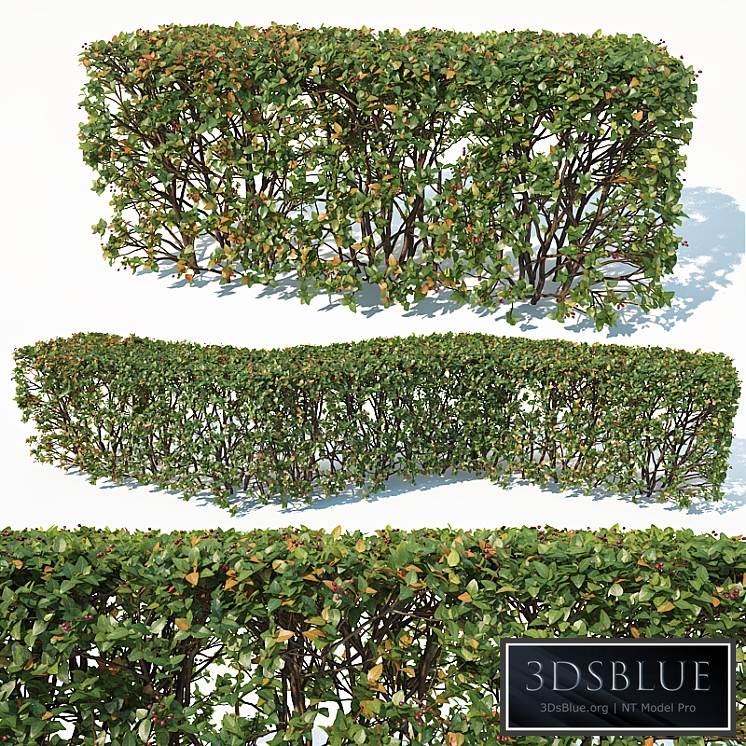 Cotoneaster lucidus # 3 customizable transparent hedge