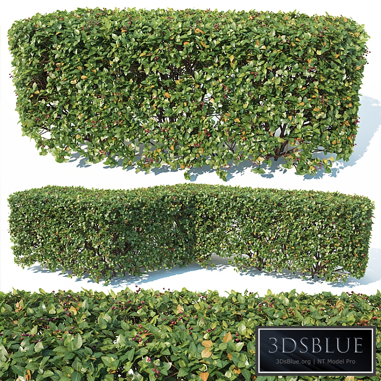 Cotoneaster lucidus # 2 customizable square shape hedge