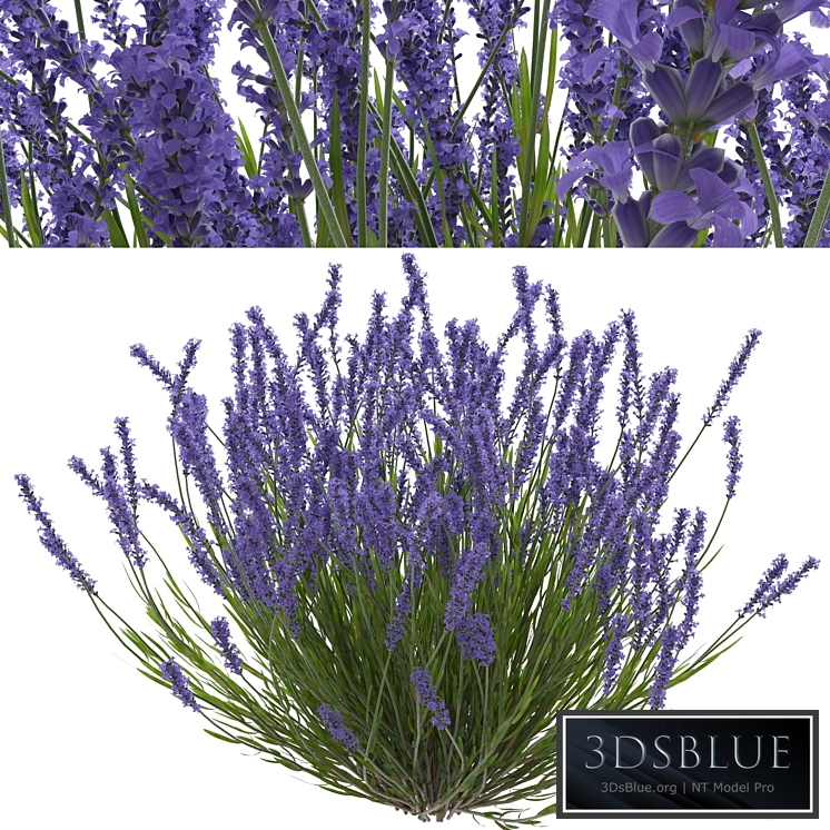 Lavender bush