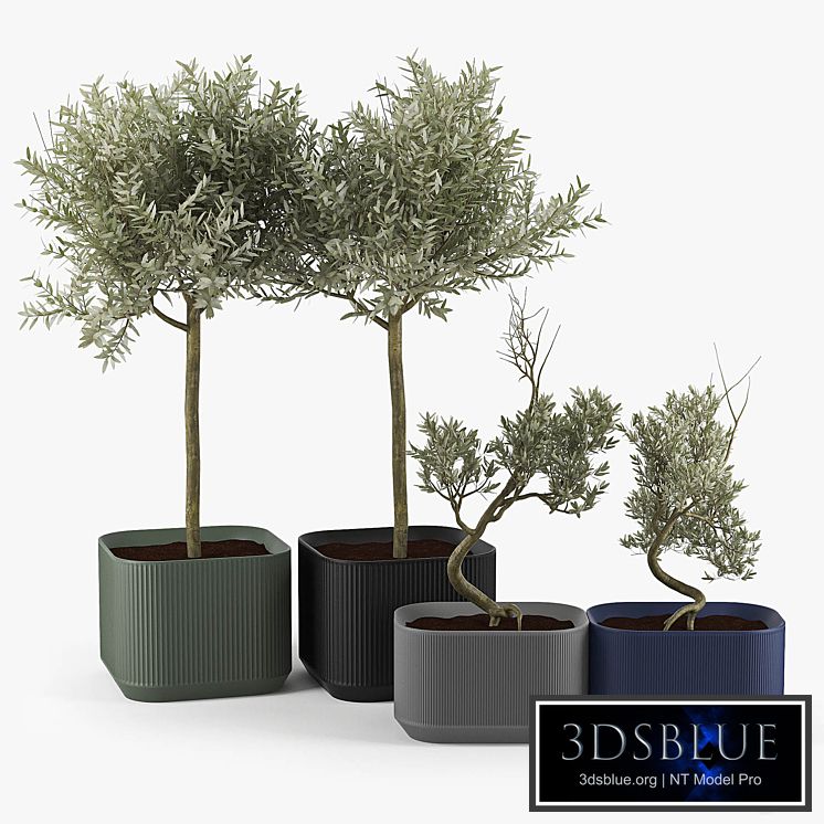Urbilis Olive Tree