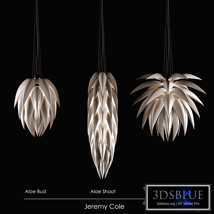 Jeremy Cole, Aloe Bud, Aloe Shoot, Aloe Blossom