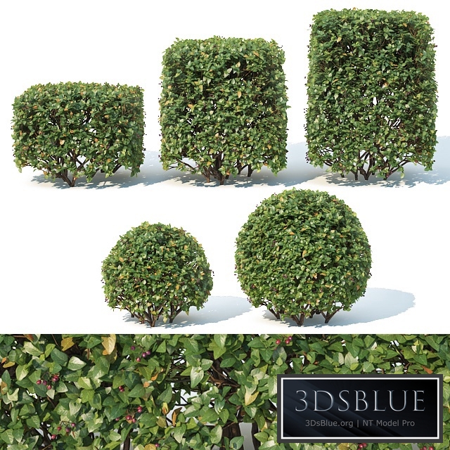 Cotoneaster lucidus # 4 cube, sphere hedge 5 + 5 pcs