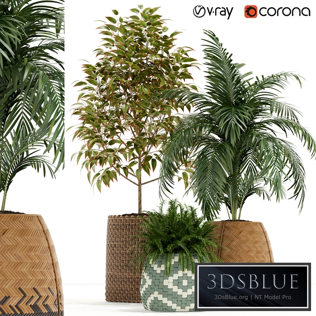 Plants collection 126