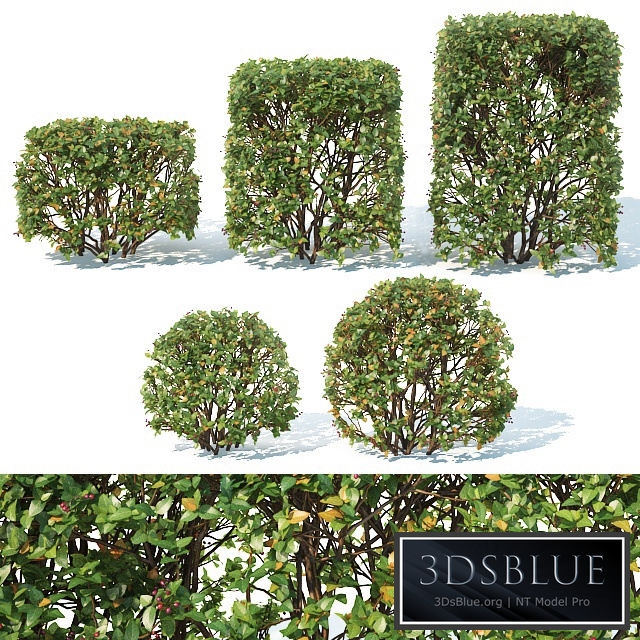 Cotoneaster lucidus # 5 transparent cube, sphere hedge 5 + 5 pcs