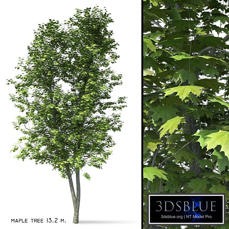 Maple (Ácer platanoídes) 13 meters