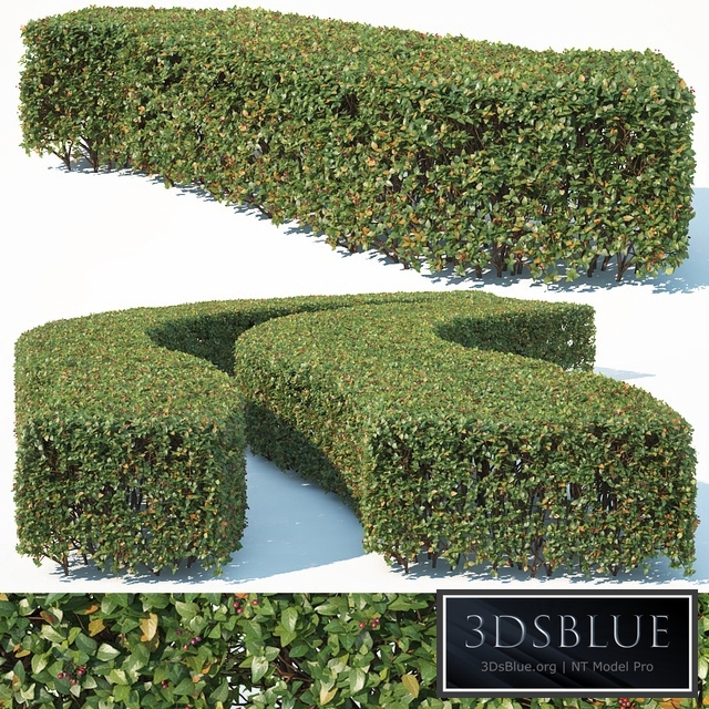 Cotoneaster lucidus # 6 wide rectangular hedge