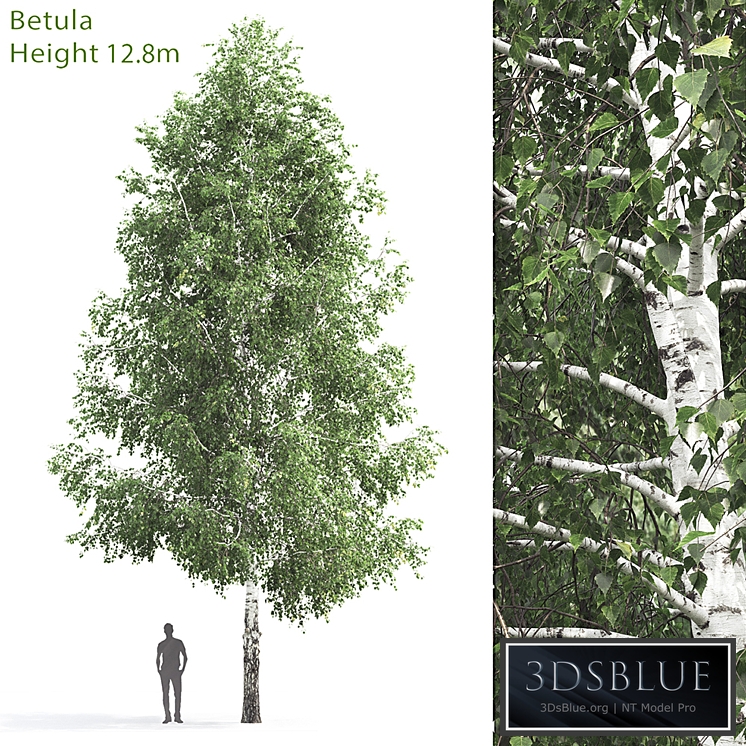 Betula # 3 (12.8m)