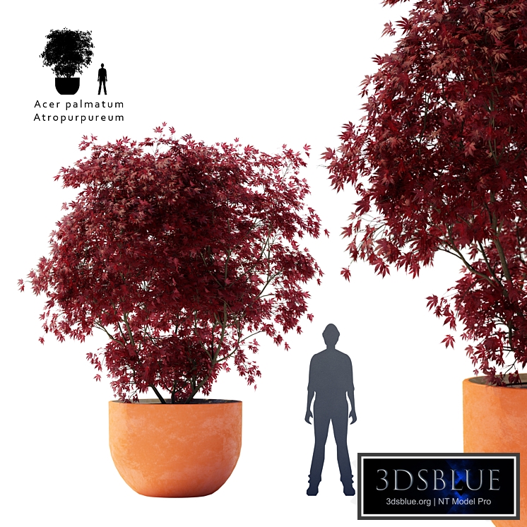 Palm maple | Acer palmatum atropurpureum