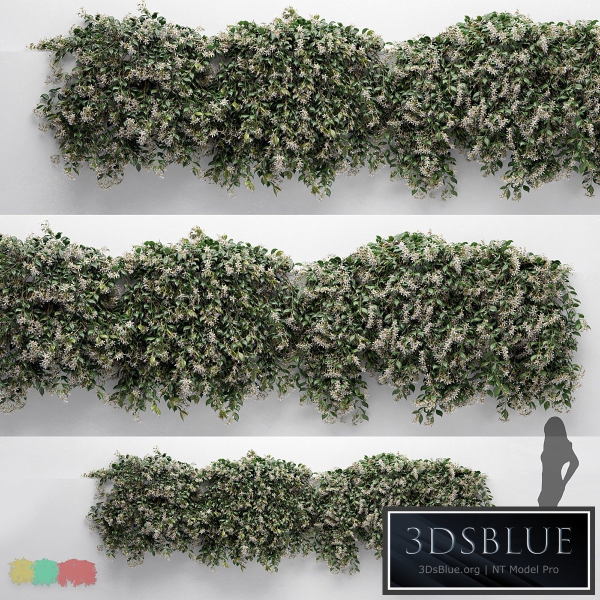 Hanging Plant - ChoisyaTernata - 3 Modular Pieces