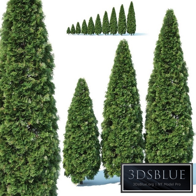 Thuya occidentalis # 1 Smaragd 10 sizes