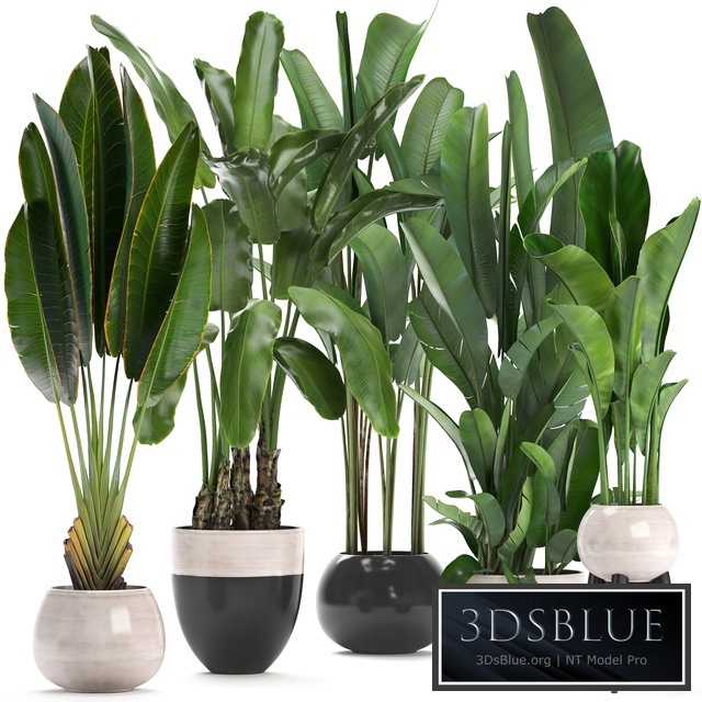 Plant collection 238. A set of palm trees, banana, strelitzia, ravenala, indoor plants, flowerpot, pot, bushes, exotic, stylish, luxury decor, eco design