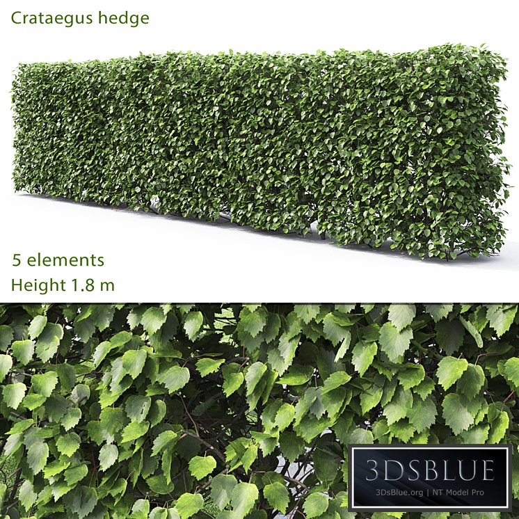 Crataegus hedge # 2 (1.8m)