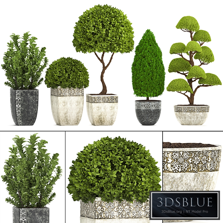 Plant collection 239. Garden plants, landscape design, classic flowerpot, trees, topiary, boxwood