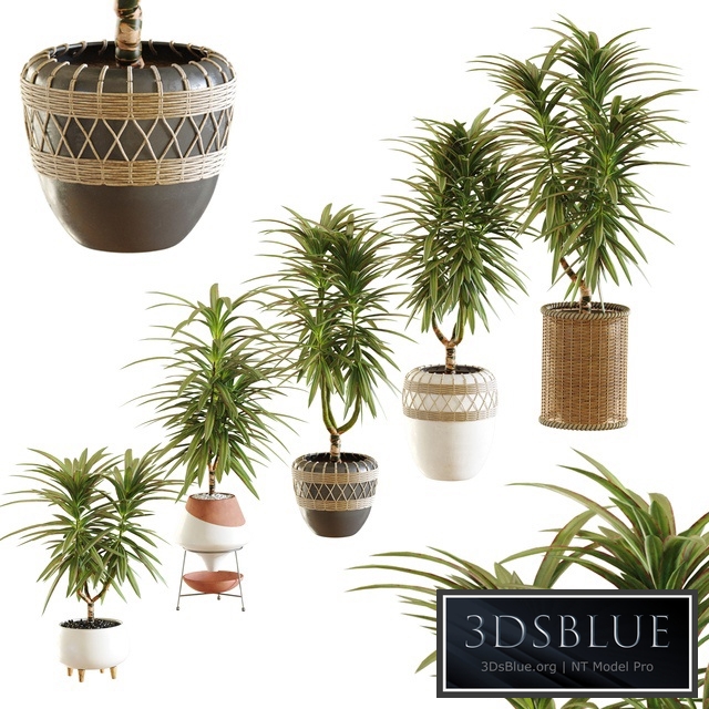 Collection of plants. Dracaena