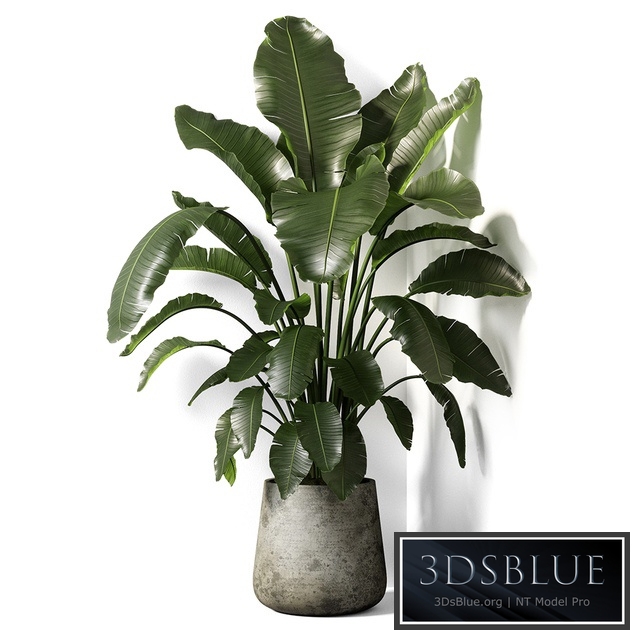 strelitzia plant 02