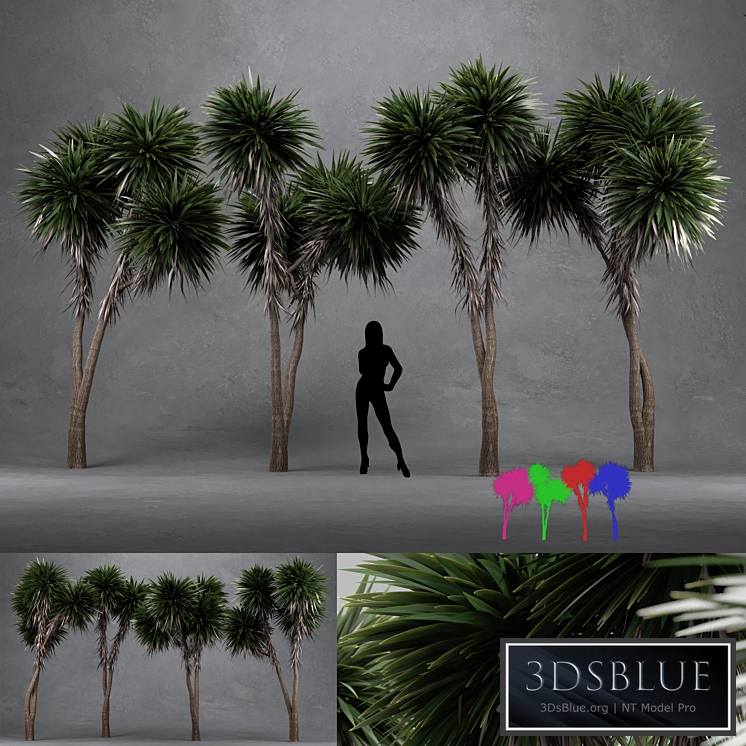 Cabbage Tree - Cordyline Australis - Large01