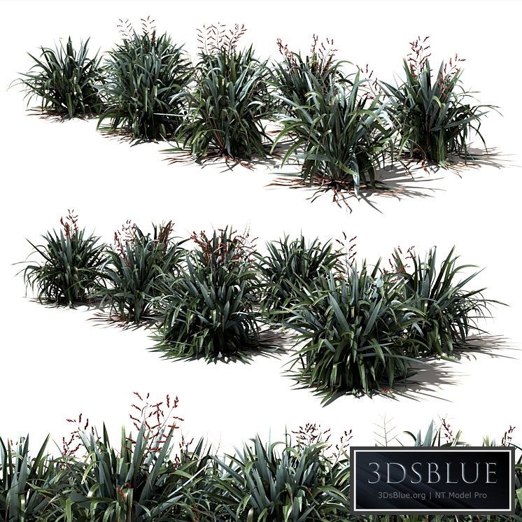 New Zealand Flax - Phormium tenax