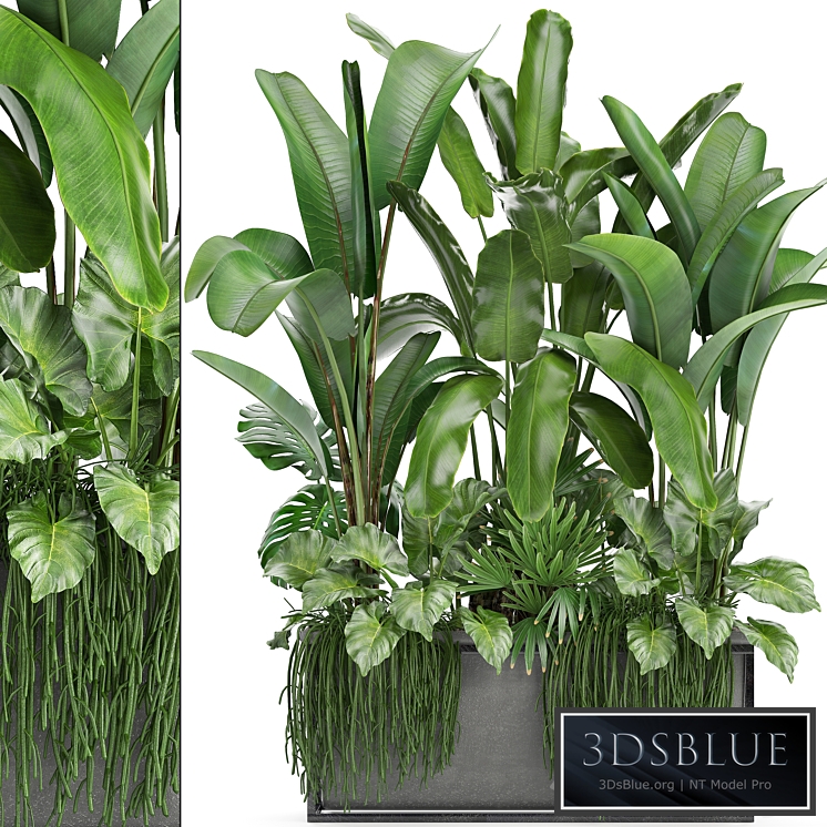 Plant collection 243. Thickets, bushes, tropical, banana, strelitzia, alocasia, rapis, Rhipsalis, flowerpot, strelitzia, jungle, bushes