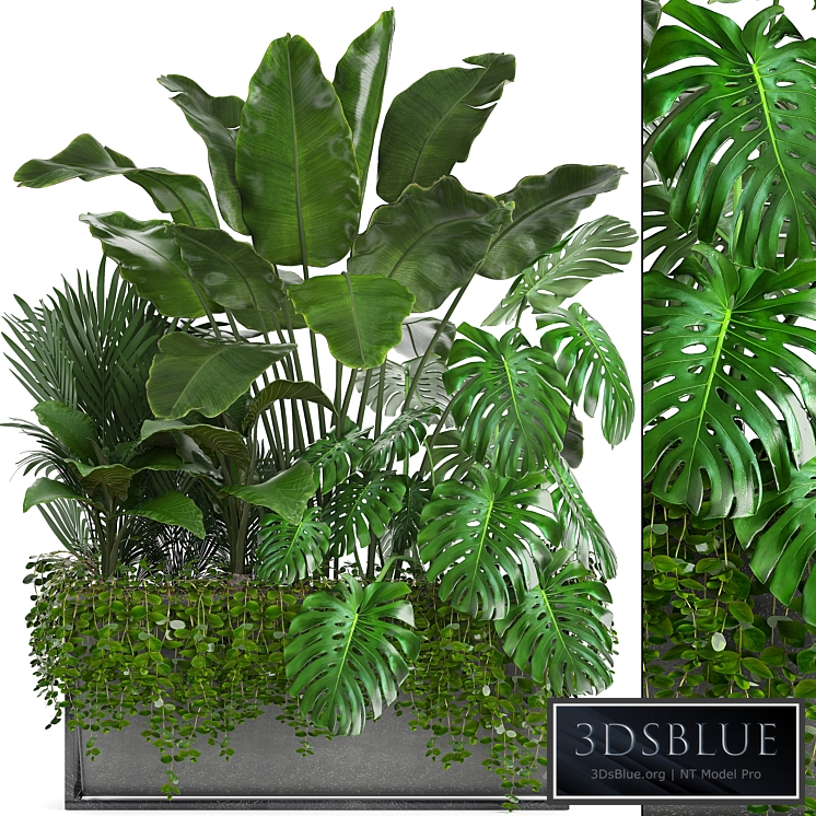 Plant collection 244. Thickets, monstera, banana, howea, palm tree, bushes, exotic plants, flowerpot, strelitzia, jungle, bushes