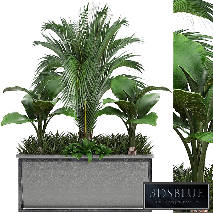 Plant collection 245. Interior palm tree, bushes, thickets, pot, alocasia