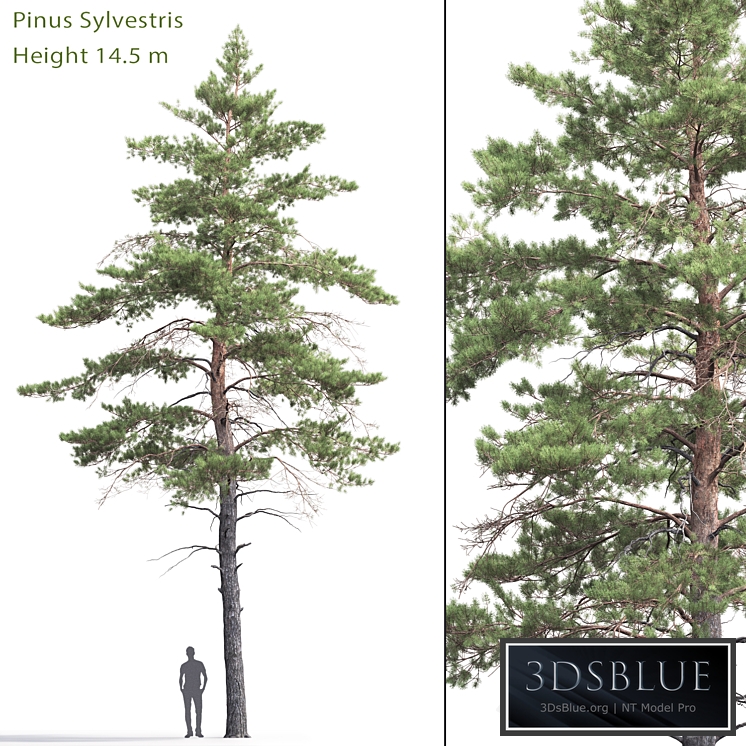 Pinus Sylvestris # 6 (14.5m)