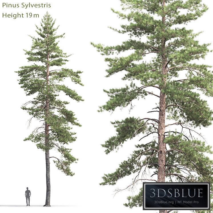 Pinus Sylvestris # 8 (19m)