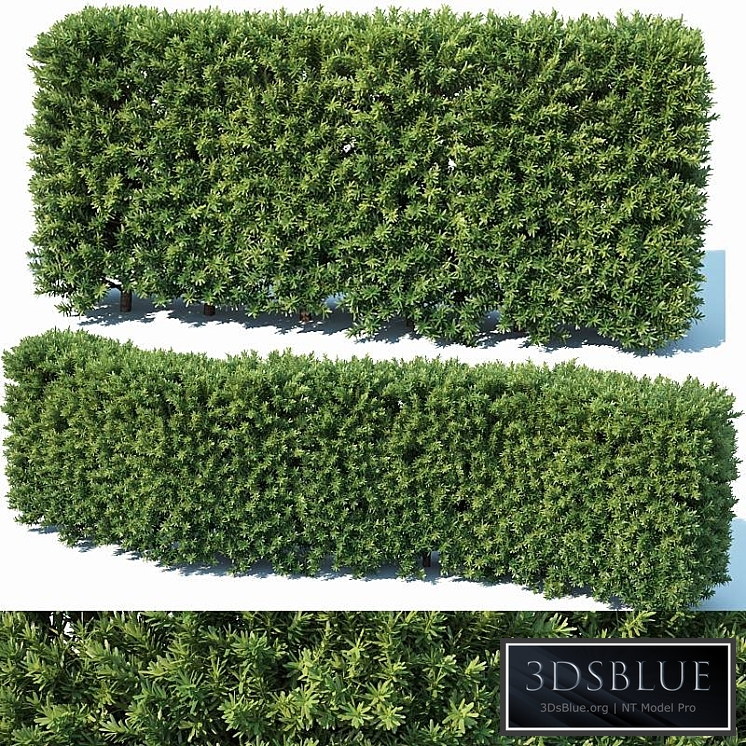 Taxus Baccata # 2 modular hedge 80cm