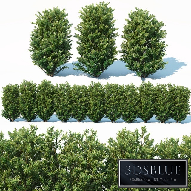 Taxus Baccata # 7. 70cm hedge