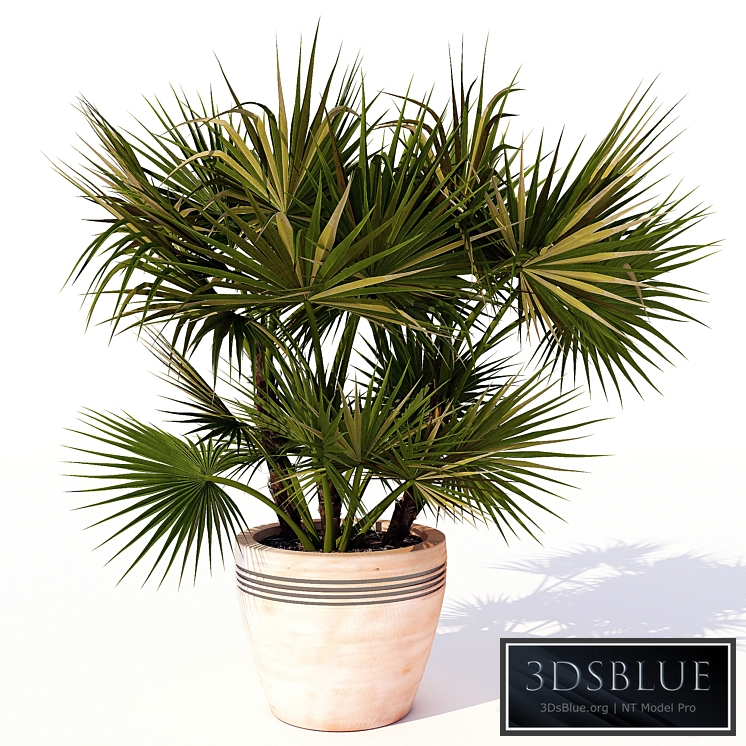 Acoelorrhaphe_wrightii