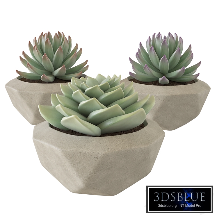 plant set 001 succulent