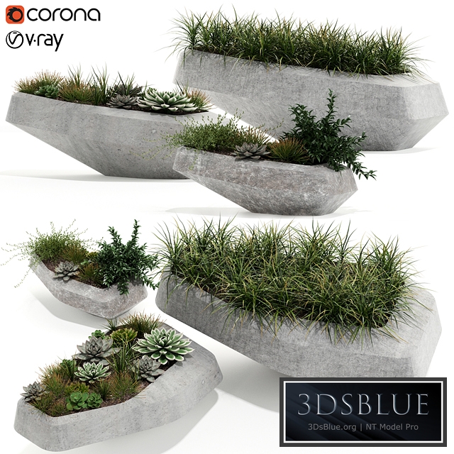 Plants collection 132 indigenus steen