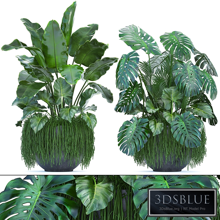 Plant collection 253. Thickets, monstera, banana, strelitzia, succulents, flowerpot, indoor plants